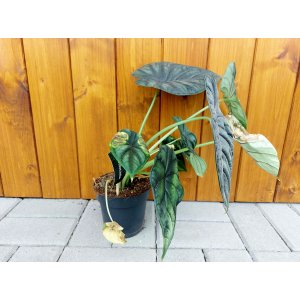 Alokázia (Alocasia) ´DRAGON SCALE´ - výška 20-25 cm, kont. C2L - DRUHÁ ŠANCA